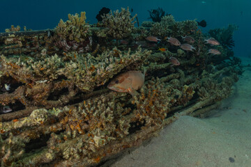 Coral reef and water plants in the Red Sea, Eilat Israel

