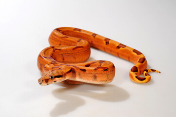 Red-tailed boa // Abgottschlange (Boa constrictor)