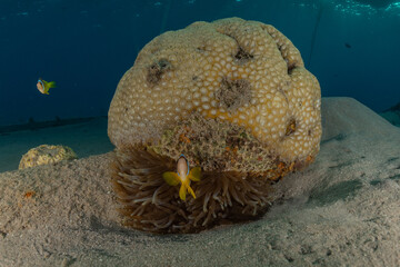 Coral reef and water plants in the Red Sea, Eilat Israel
