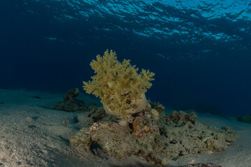 Coral reef and water plants in the Red Sea, Eilat Israel
