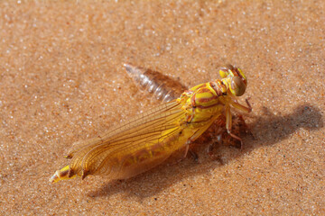 close-up dragonfly birth. yellow dragonfly sits on a sandy surface. beautiful dragonfly wing, dragonfly outdoors in wet sand