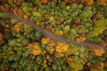 Overhead Drone View of a Rural Road Lined With Colorful Fall Trees. Colorful autumnal foliage lines the roadway in a dense Pacific Northwest forest environment in Washington state. 