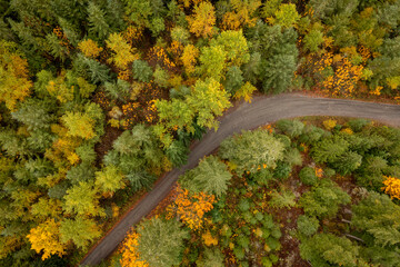 Overhead Drone View of a Rural Road Lined With Colorful Fall Trees. Colorful autumnal foliage lines the roadway in a dense Pacific Northwest forest environment in Washington state. 