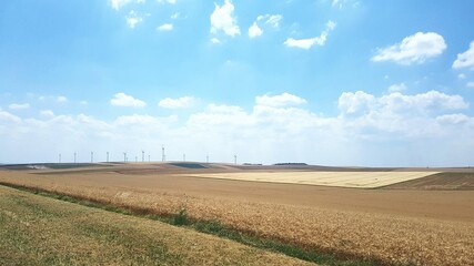 Fototapeta premium Champs.