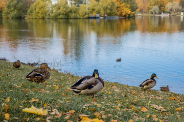 Ducks in the autumn park near the reservoir.
