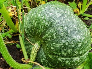 Green pumpkin grows in the garden, the concept of growing organic vegetables