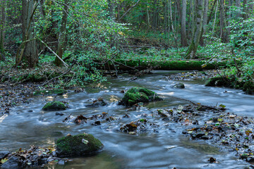 Fototapeta na wymiar A lovely little river in the autumn forest 