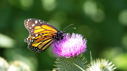 Monarch butterfly on a Scotch thistle flower in Cotacachi, Ecuador