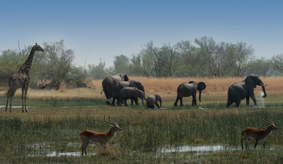 Wildlife Scene in Botswana: Elephant, Lechwe, Giraffe,
