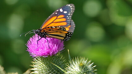 Monarch butterfly on a Scotch thistle flower in Cotacachi, Ecuador