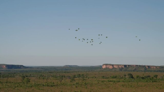 group of parrots flying over jalapao landscape
