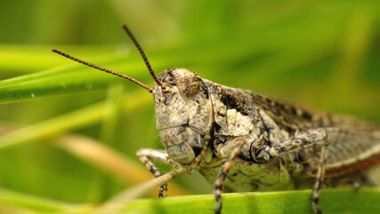 Close up of a grasshopper in Cotacachi, Ecuador