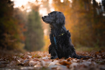 Czarny pies siedzi na mokrych, jesiennych liściach 