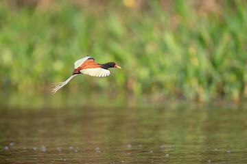 The wattled jacana (Jacana jacana)