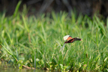 The wattled jacana (Jacana jacana)