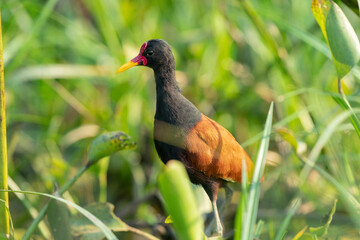 The wattled jacana (Jacana jacana)