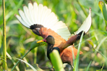 The wattled jacana (Jacana jacana)