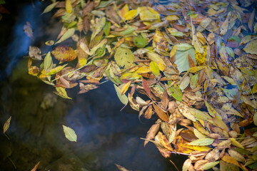 Bright autumn leaves in water, natural background. autumn atmosphere image. fall season concept.