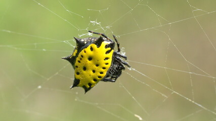 Yellow spiny orb weaver in a web in Cotacachi, Ecuador