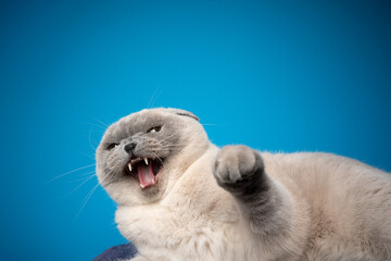 Obraz premium angry scottish fold cat hissing at camera raising paw on blue background with copy space