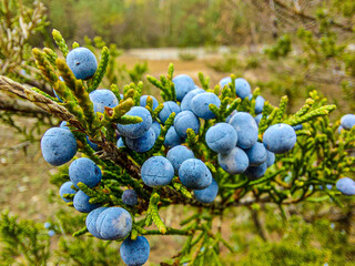 juniper berry