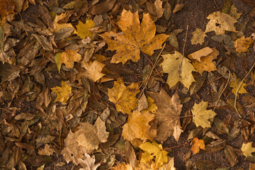 Fototapeta premium Fall background from yellow leaves