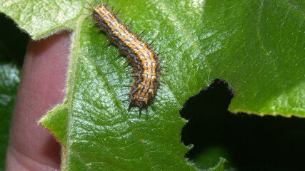 Gulf fritillary caterpillar on a leaf in Cotacachi, Ecuador
