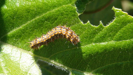 Gulf fritillary caterpillar on a leaf in Cotacachi, Ecuador
