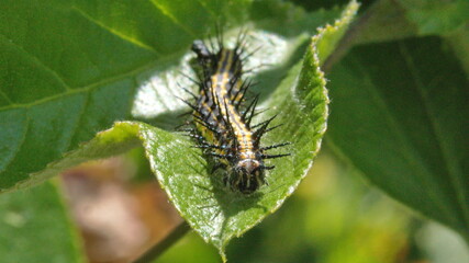 Gulf fritillary caterpillar on a leaf in Cotacachi, Ecuador