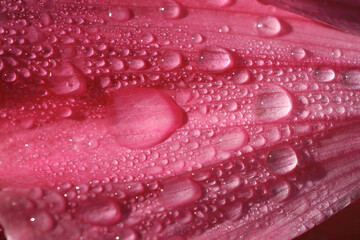 rosa Malve mit Regentropfen