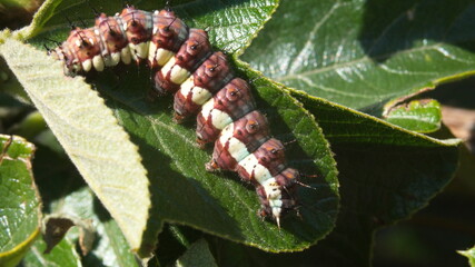 Gulf fritillary caterpillar on a leaf in Cotacachi, Ecuador