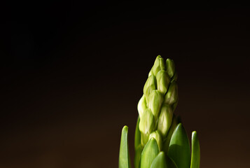 hyacinth flower buds on black background