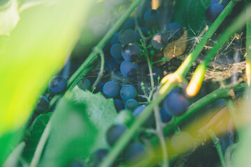 a bunch of ripe blue grapes