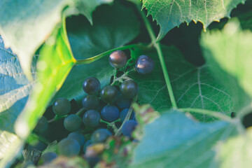a bunch of ripe blue grapes