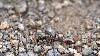 Wasp on the ground in Cotacachi, Ecuador