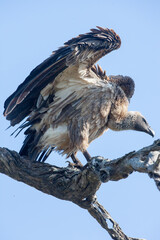 A Vulture perched in a tree. Taken in Kenya