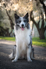 Portret border collie 