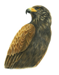 タカ　イラスト　色鉛筆