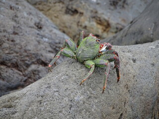 green crab on a rock on the beach