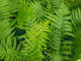 Natural background with sunbeams on thick green fern leaves.