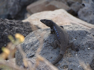 spain lizard on the rock
