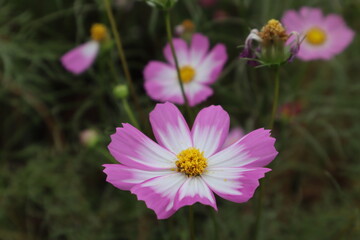 Obraz premium pink cosmos flower