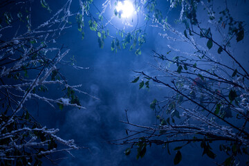 Winter forest in the night with branches and snow. Setting made in studio
