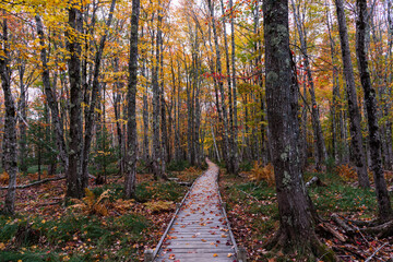 Fall color - Acadia National Park, Maine