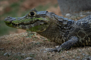 alligator out of the water looking for prey