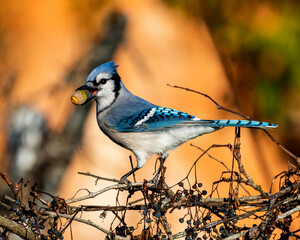 Closeup of a blue jay perched on tree branches holding an acorn with a blurry background © Theflemming/Wirestock
