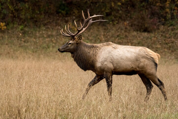 Naklejka na ściany i meble Profile of Walking Bull Elk