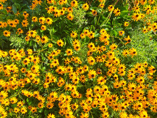 bright yellow and green farmyard backyard garden full of beautiful blooming wild flowers