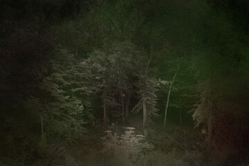 spooky moody thick overgrown forest woods dark fog vignette horror scary halloween nature background