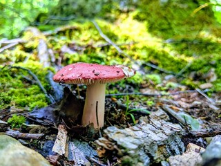 Red Mushroom on the Forest Floor